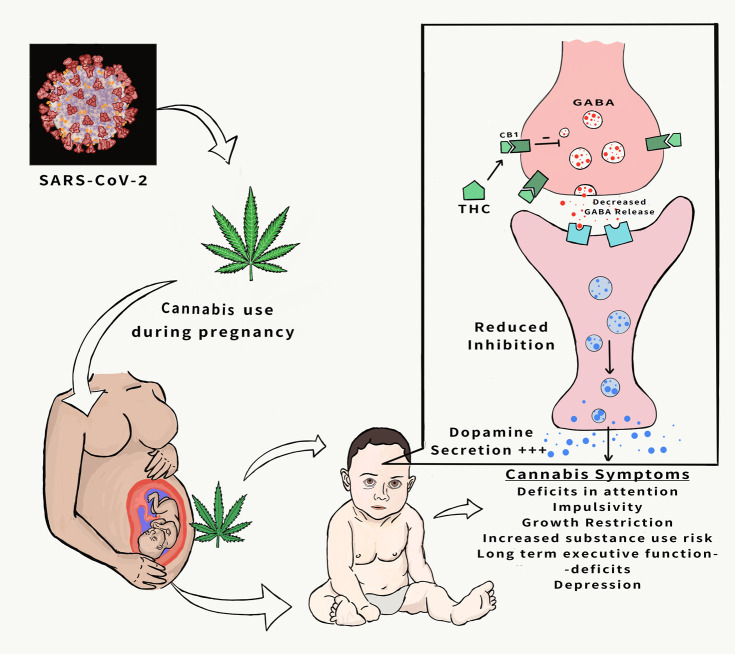 Physiopathology of the endocannabinoid system, and its disruption by cannabis