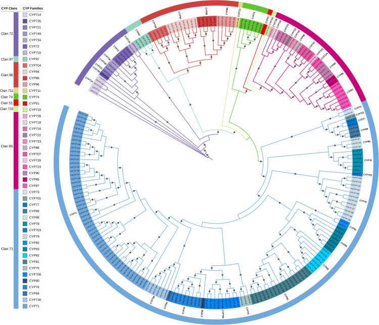 Phylogenetic analysis of CsCYP genes in C. sativa. A maximum likelihood tree was constructed using CsCYP protein sequences with 5000 bootstrap replicates. Gray circles at branch points indicate bootstrap values exceeding 0.7. Clans and families are delineated by color strips and symbols, respectively.