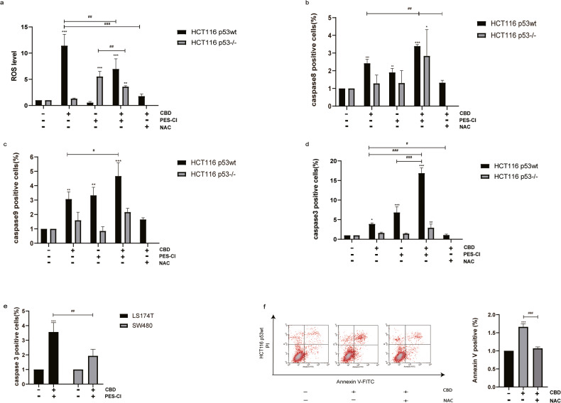 Hsp70 inhibition enhances the p53-dependent cleaved caspase-8/9/3 pathway.a Flow cytometry was used to monitor ROS generation in both p53wt and p53−/− HCT116 cells by staining with DCF-DA after CBD (15 µM) treatment in combination with PES-CI (IC50 value accordingly) or ROS scavenger NAC (2.5 mM). b–d Cleaved caspase-8/9/3 levels as measured by flow cytometry. e The p53-dependent activation of caspase-3 in LS174T and SW480 cells after treatment with CBD and PES-CI. f NAC attenuated apoptosis induced by CBD in HCT116 p53wt cells. Statistical differences of each group were evaluated by comparing the control (*p ≤ 0.05, **p ≤ 0.01 and ***p ≤ 0.001) or to the other group (#p ≤ 0.05, ##p ≤ 0.01 and ###p ≤ 0.001). One-way ANOVA, two-way ANOVA or t-test was used. All data are expressed as the mean ± SD of three independent experiments.