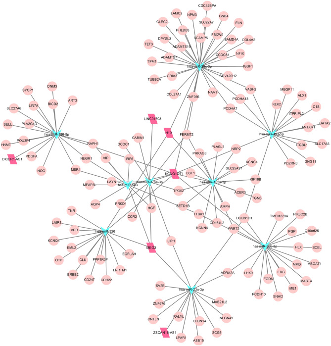 ceRNA network based on the upregulated lncRNAs. The shape represents the molecular type, the circle represents the mRNA, the arrow triangle represents the miRNA, and the rhomboid represents the lncRNA. The color represents upregulated expression, cyan represents downregulated expression, and red represents upregulated expression.