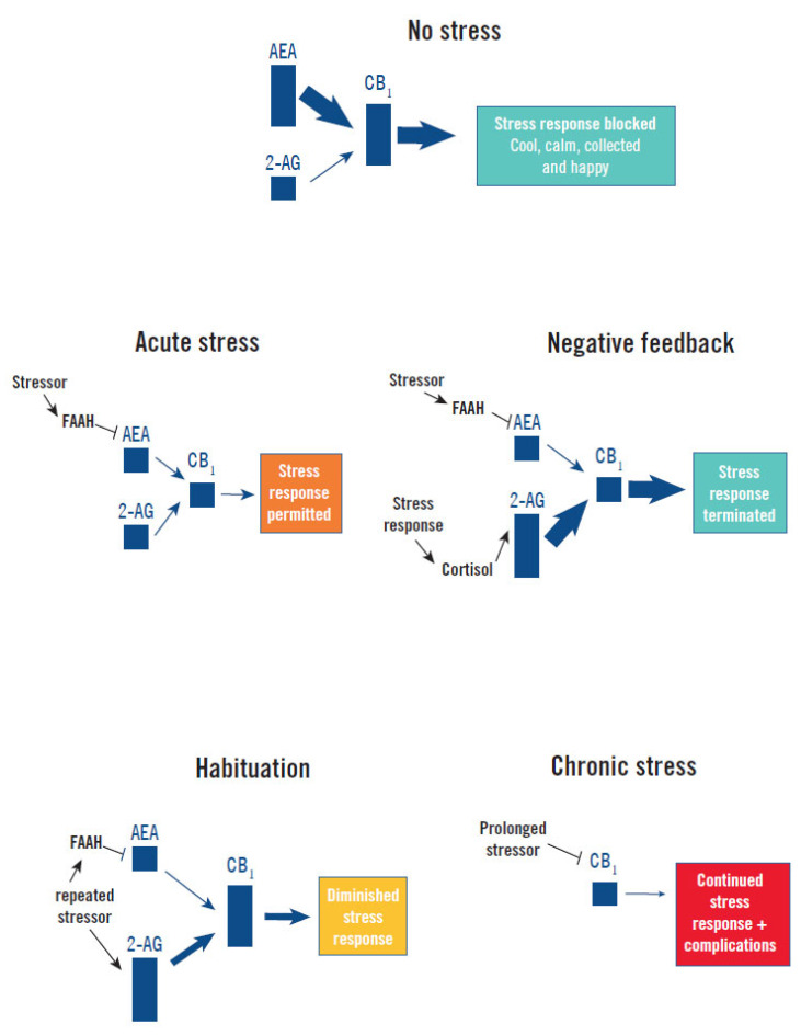 Endocannabinoid regulation of the stress response. Without a stressor (No Stress) basal AEA tone maintains CB1 signaling constraint of the stress response and a cool, calm, collected, and happy state. Acute presentation of a stressor (Acute Stress) elevates FAAH hydrolysis of AEA, reducing CB1 signaling and permitting activation of the stress response [13,15,32,39]. Secretion of cortisol by the stress response provides Negative Feedback by increasing 2-AG production, which increases CB1 signaling and terminates the stress response [15]. Repeated presentation of the same stressor progressively increases 2-AG levels, possibly by reduced MAGL expression and degradation of 2-AG, which causes progressively higher CB1 signaling and Habituation to the stress response [4,15]. Chronic Stress causes a downregulation of CB1 that impairs feedback inhibition and facilitates persistence of the stress response and high cortisol levels, which precipitates or exacerbates illness (complications) [5,15,40].
