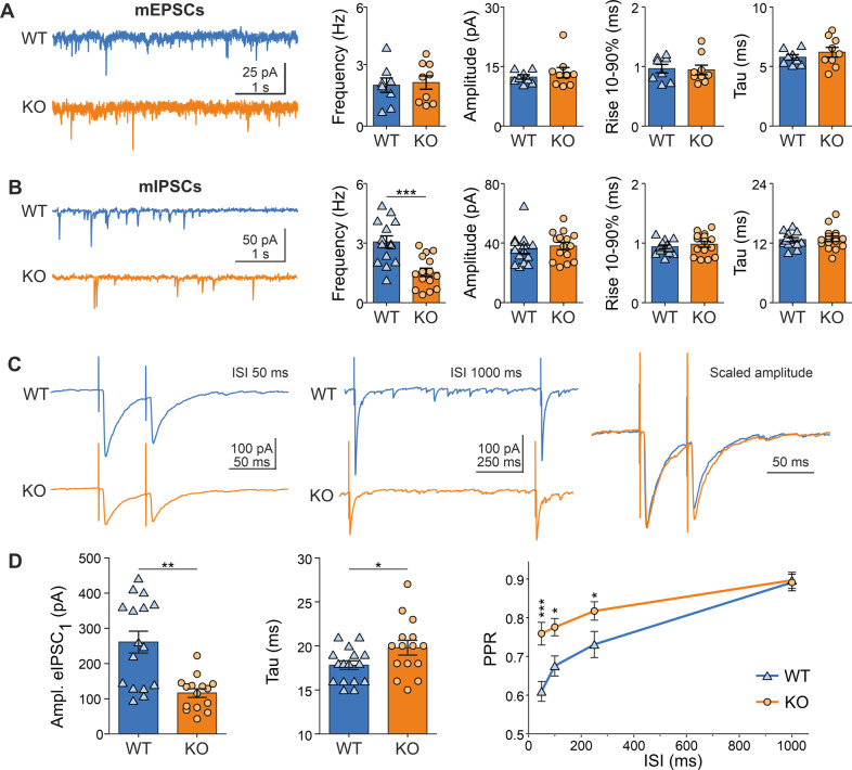Miniature postsynaptic currents and evoked inhibitory postsynaptic currents in prelimbic cortical neurons of Arc-NAPE-PLD WT and KO mice.A Representative traces of miniature excitatory postsynaptic currents (mEPSCs) in neurons from WT and KO mice and analysis of mean frequency, amplitude, rise time and decay time in neurons from WT (n = 8) and KO (n = 9) mice. B Representative traces of miniatures inhibitory postsynaptic currents (mIPSCs) in neurons from WT (n = 14) and KO (n = 15) mice. The mean frequency of mIPSCs was significantly lower in KO animals than in WT (Student´s t test, ***p < 0.001). C Representative traces of evoked inhibitory postsynaptic currents at interstimulus interval (ISI) of 50 ms (left) and 1000 ms (center). Scaled events superimposed (right). Each trace is the average of 10 repetitions. D Statistical analysis demonstrated reduced amplitude of the mean first event as well as longer decay time in neurons from KO mice compared to WT. The paired-pulse ratio (PPR) was significantly increased in KO mice for ISI up to 250 ms (ANOVA, Bonferroni´s multiple comparisons test). Statistical significance was evaluated using Mann-Whitney´s U test for amplitude of first event and Student´s t test for decay time. *p < 0.05, **p < 0.005.