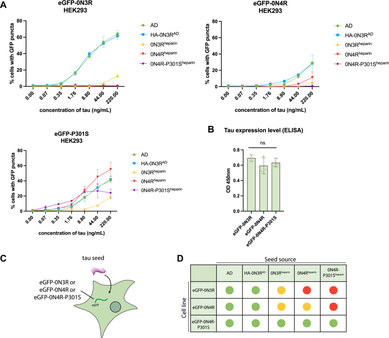 WT-tau expressing cell lines respond preferentially to AD-brain derived seed.A, levels of seeded aggregation in HEK293 cells expressing the indicated eGFP-tagged tau construct following treatment with AD-brain derived tau assemblies, with AD-HEK derived tau (HA-0N3RAD) or with recombinant heparin tau assemblies (0N3Rheparin, 0N4Rheparin, 0N4R-P301Sheparin). B, total tau ELISA showing relative expression levels of eGFP-0N3R, eGFP-0N4R, and eGFP-0N4R-P301S HEK293 cells (One-way ANOVA with Tukey’s multiple comparisons test, p > 0.05). C, a diagram depicting HEK293 cell line expressing eGFP-0N3R, 0N4R, or 0N4R-P301S and seeded with various sources of tau seeds. D, a graphical depiction of the seeding competency of tau species on expressing eGFP-0N3R, 0N4R, or 0N4R-P301S cell lines. Green indicates robust seeding, yellow indicates low levels of seeding at high concentrations, and red indicates no detectable seeding.