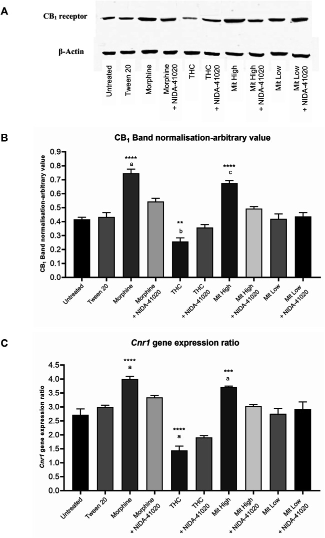 CB1 receptor (A, B) protein and (C) gene levels in mice brain mesolimbic area after 28 days of drug intervention. Data are shown as the mean + SEM of three biological replicates per group. The CB1 receptor values have been normalized to β-actin controls. Data revealed that high-dose mitragynine and morphine groups significantly increased, whereas THC decreased; CB1 receptor expression in the brain mesolimbic area vs controls and low-dose mitragynine group. NIDA-41020 reversed the drug-induced CB1 receptor alteration. ***p < 0.001, ****p < 0.0001 vs Tween 20; a: p < 0.05 vs drug + NIDA-41020 groups (one-way ANOVA followed by post-hoc Tukey test).