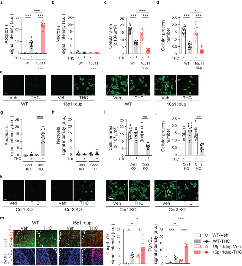 THC-induced Cnr1-mediated microglial apoptosis is exacerbated by 16p11dup.a Apoptosis assay of primary microglia cultures produced from WT and 16p11dup male mice. Quantification of signal intensity (arbitrary units: a.u.) of apoptosis marker apopxin (n = 12 fields in 3 mice per condition). b Necrosis assay of primary microglia cultures produced from WT and 16p11dup male mice. Quantification of signal intensity (arbitrary units: a.u.) of necrosis marker 7-AAD (n = 12 fields in 3 mice per condition). c Quantification of cellular process area of phalloidin-stained microglia cultures produced from WT and 16p11dup male mice (n = 12 fields in 3 mice per condition). d Quantification of cellular process number of phalloidin-stained microglia cultures produced from WT and 16p11dup male mice (n = 12 fields in 3 mice per condition). e Representative images of microglia cell cultures produced from WT and 16p11dup male mice in apoptosis and necrosis assays. Apopxin (green) and 7-AAD (red) are shown. Scale bar, 50 μm. f Immunohistochemistry with antibody against phalloidin (green) of primary microglia cultures produced from WT and 16p11dup male mice. Scale bar, 25 μm. g Apoptosis assay of primary microglia cultures produced from genetic deletion of Cnr1 (Cnr1 KO) and genetic deletion of Cnr2 (Cnr2 KO) male mice. Quantification of signal intensity (arbitrary units: a.u.) of apopxin (n = 12 fields in 3 mice per condition). h Necrosis assay of primary microglia cultures produced from Cnr1 KO and Cnr2 KO male mice. Quantification of signal intensity (arbitrary units: a.u.) of 7-AAD (n = 12 fields in 3 mice per condition). i Quantification of cellular process area of microglia cultures produced from Cnr1 KO and Cnr2 KO male mice. (n = 12 fields in 3 mice per condition). j Quantification of cellular process number of microglia cultures of Cnr1 KO and Cnr2 KO male mice (n = 12 fields in 3 mice per condition). k Representative images of microglia cell cultures produced from Cnr1 KO and Cnr2 KO male mice in apoptosis and necrosis assays. Apopxin (green) and 7-AAD (red) are shown. Scale bar, 100 μm. l Immunohistochemistry with antibody against phalloidin (green) of primary microglia cultures of Cnr1 KO and Cnr2 KO male mice. Scale bar, 25 μm. m Representative images of immunohistochemistry of Iba1 (green) and Casp3-p17 (red) (top left) as well as TUNEL signals (red) and DAPI (blue) (bottom left) in the mPFC at P51. Scale bar, 50 μm. Quantification of signal intensity (arbitrary units: a.u.) of Casp3-p17 and TUNEL (right) (n = 6 mice per group). ***p < 0.001, **p < 0.01, *p < 0.05 (p values are (a) all: p < 0.0001, (c) all: p < 0.0001, (d) WT-vehicle (Veh) versus WT-THC: p < 0.0001, WT-THC versus 16p11dup-THC: p = 0.0410, 16p11dup-Veh versus 16p11dup-THC: p < 0.0001, (m) (Left) WT-Veh versus WT-THC: p = 0.0230, WT-Veh versus 16p11dup-Veh: p = 0.0471, WT-THC versus 16p11dup-THC: p = 0.0249, 16p11dup-Veh versus 16p11dup-THC: p = 0.0119, (Right) WT-Veh versus WT-THC: p < 0.0001, WT-Veh versus 16p11dup-Veh: p = 0.0376, WT-THC versus 16p11dup-THC: p < 0.0001, 16p11dup-Veh versus 16p11dup-THC: p < 0.0001), determined by two-way ANOVA with post hoc Tukey test. ***p < 0.001 (p values are (g) p < 0.0001, (i) p < 0.0001, (j) p < 0.0001), determined by unpaired two-tailed Student’s t test. Each symbol represents one field (a–d, g–j) and one animal (m). Data are presented as the mean ± s.e.m.