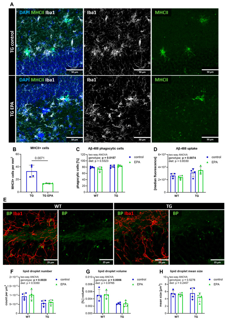 Microglia analysis. (A) Representative images of hippocampal brain sections stained with 4′,6-diamidino-2-phenylindole (DAPI) for cell nuclei (in blue), calcium-binding adapter molecule 1 (Iba1) for microglia (in white), and major histocompatibility complex class II (MHCII) (in green); the scale size is 50 µm. (B) Quantification of MHCII+ cells in TG mice. Student’s t-test was performed with a 95% confidence interval, and a p-value below 0.05 was considered significant. (C,D) Primary microglia of one hemisphere were isolated, and a phagocytosis assay with fluorescent labeled amyloid peptide (Aβ-488) was performed and measured on a flow cytometer. The graphs show the percentage of phagocytic cells (C) and the median fluorescence as a measure of peptide uptake (D). (E) Representative pictures of hippocampal sections stained with Bodipy for lipid droplets (in green) and Iba1 for microglia (in red); the scale size is 25 µm. The lipid droplet count (F), total volume per field of view (G), and mean volume (H) were measured with Imaris (Bitplane) software. (C,D,F–H) A two-way ANOVA for the main diet and genotype effects was performed. A 95% confidence interval was used, and p-values less than 0.05 were considered significant. The graphs are presented as the mean ± standard deviation, with all data points shown.