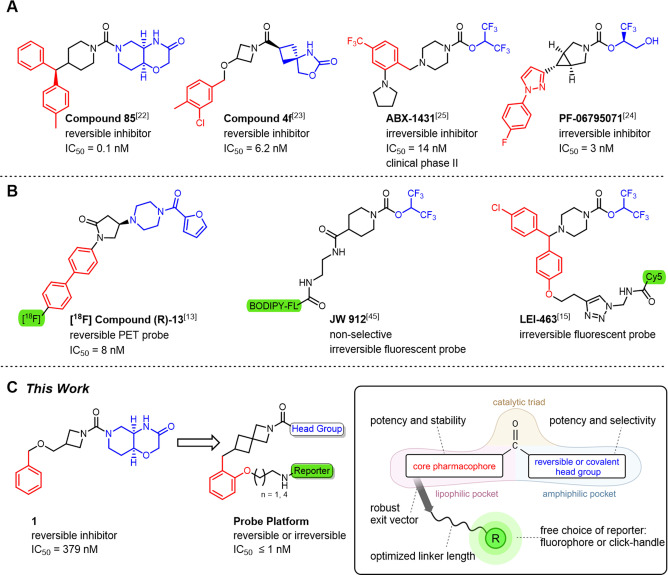 Overview of relevant MAGL inhibitors from drug‐development programs (A), chemical probes for MAGL (B), and the principle design approaches considered in this study (C). Structural elements that bind the amphiphilic pocket (headgroup, blue), the lipophilic pocket (red), or act as reporting group (green) are highlighted. The inset depicts the key probe blueprint and features considered for the construction of the MAGL probe platform attributed to the structural region.