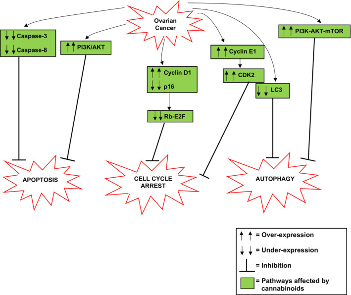 A summary of the altered signaling pathways and proteins leading to evasion of cell death via apoptosis, cell cycle arrest, and autophagy in ovarian cancer that are affected by cannabinoids.