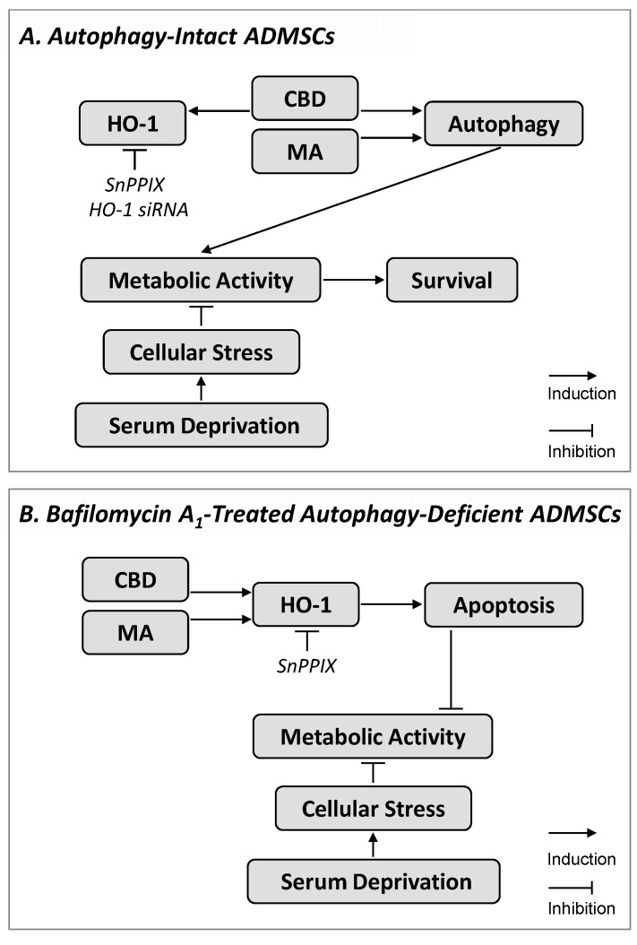 Proposed mechanism and functional consequence underlying cannabidiol (CBD)- and R(+)-methanandamide (MA)-induced HO-1 expression in ADMSCs. In cells cultured under serum deprivation (A) and thus exposed to time-dependent decreasing metabolic activity, CBD and MA promoted autophagy, which led to increased metabolic activity that could promote cell survival. In addition, the CBD caused an upregulation of HO-1, which, however, was not involved in increasing metabolic activity and autophagy. The involvement of different cannabinoid-binding receptors in cannabinoid effects on metabolic activity and HO-1 expression was excluded. On the other hand, inhibition of autophagy by bafilomycin A1 (B) led to apoptosis induction and inhibition of the increased metabolic activity caused by cannabinoids. Under these conditions, MA also triggered a profound HO-1 expression. Additional HO-1 inhibition finally led to a significant reversal of the bafilomycin A1/cannabinoid-induced apoptosis. In summary, CBD and MA protected ADMSCs under conditions of serum deprivation via HO-1-independent induction of autophagy (A), whereas cannabinoid-induced HO-1 contributed to apoptosis under conditions of additional autophagy inhibition (B). The sequence shown with inductive and inhibitory arrows connecting the boxes corresponds to the effect of CBD or MA in the absence of HO-1 inhibition. The HO-1-inhibiting strategies (SnPPIX, HO-1 siRNA) are shown in italics, whereby their target, but not their consecutive effect, is shown.