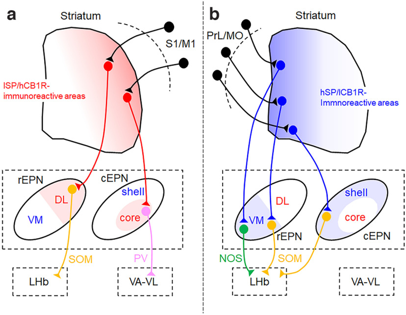 Schematic diagrams of the neural circuit through the basal ganglia, based on both the present results and previous observations (Miyamoto and Fukuda, 2015, 2021; Miyamoto et al., 2018). a, b, The areas shown in red (a) and blue (b) represent subregions defined by the lSP/hCB1R and hSP/lCB1R immunoreactivities. M1, Primary motor cortex; MO, medial orbital cortex; PrL, prelimbic cortex; S1, primary somatosensory cortex.