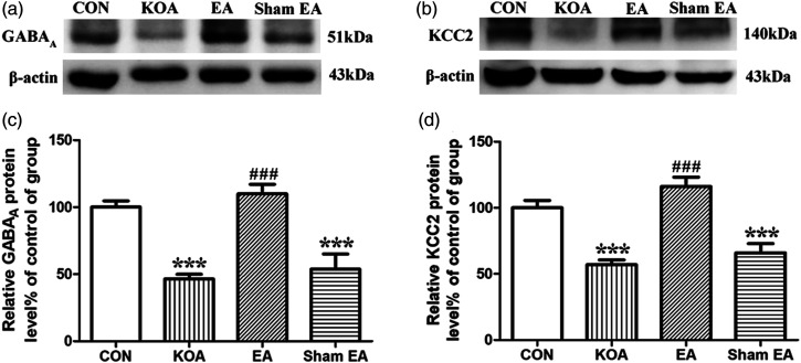 Quantitative analysis of protein levels of GABA A receptor and KCC2 in the dorsal spinal cord tissues. (a) and (b) Representative gel images show the protein level of GABAA receptor and KCC2 in dorsal spinal cord tissues obtained from control (CON), KOA, KOA treated with EA and KOA treated with Sham EA. β-actin was used as a loading control. The protein band at 51 kDa and 140 kDa corresponds to the GABAA receptor and KCC2, respectively. (c) Summary data show the effect of KOA, EA and Sham EA on the protein level of GABAA receptor in dorsal spinal cord tissues. (d) Effects of KOA, EA and Sham EA on the protein level of KCC2 in dorsal spinal cord tissues. Data are expressed as means ± SME (n = 4 mice in each group). *** p < .001 versus the control group; ### p < .001, compared with the KOA group. KOA: knee osteoarthritis; EA: electroacupuncture.