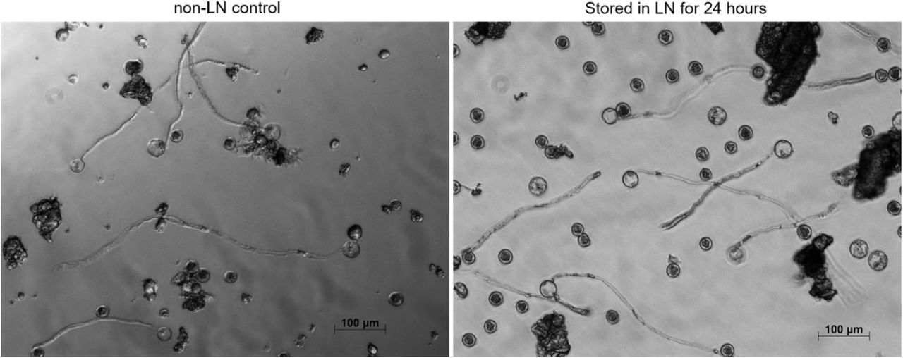 Representative photographs from pollen germination assay (PGA) of pollen stored for 24 hrs in liquid nitrogen. Desiccated cannabis pollen mixed with 1:10 wheat flour and stored in liquid Nitrogen. Non-LN control (control was subjected to same desiccation combined with whole baked wheat flour). Pollen flour mix was diluted to 0.1 mg/mL and used for PGA.