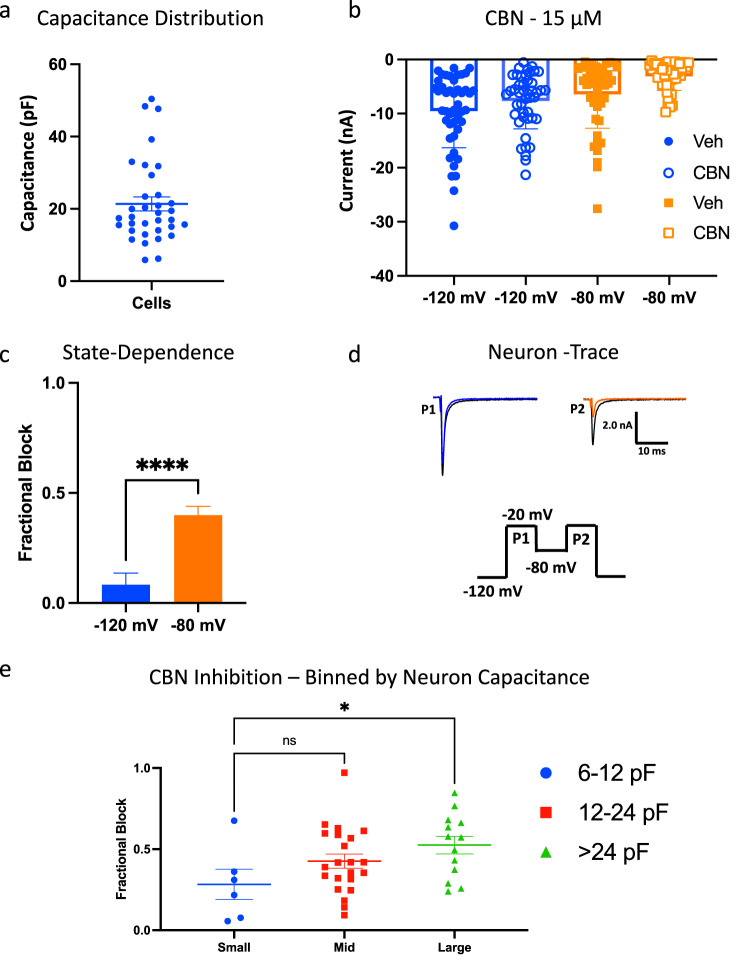 CBN inhibits native voltage-dependent sodium currents in freshly isolated DRG neurons.a The distribution of the capacitance sizes we got from our cohort of neurons. b Mean peak amplitudes of neuronal Nav currents from a holding-potential of −120 and −80 mV, in vehicle and 15 µM CBN. All measurements are matched-paired. c CBN’s potency across all neurons at −120 and −80 mV shown as fractional block. Data shown as means ± SEM (n = 41). d The two-pulse protocol that was used to measure inhibition, along with a representative trace from each of P1 and P2. e The cohort of neurons binned by capacitance sizes. Data shown as means ± SEM (n = 41). * Indicates p < 0.05, **** indicates p < 0.0001, ns indicates not significantly different p > 0.05.