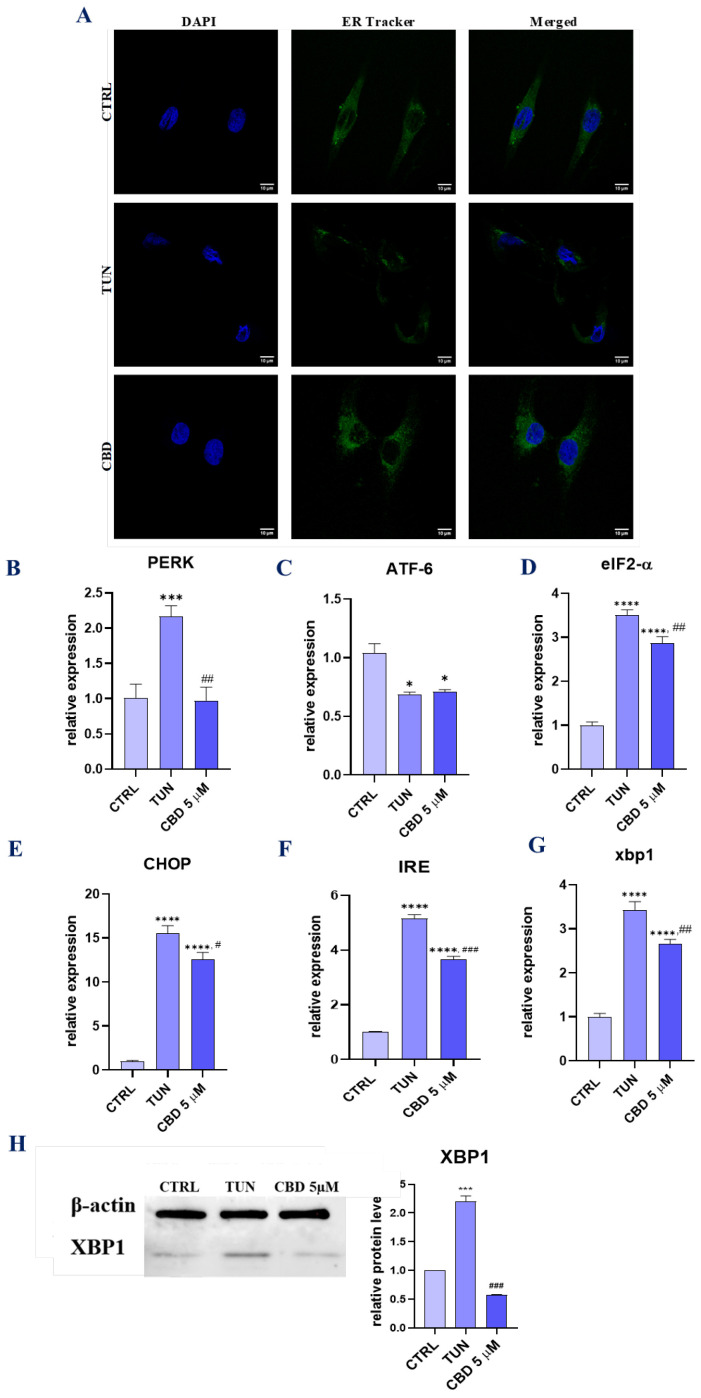 Evaluation of ER stress (CBD regulates PERK-, ATF6-, and IRE1-mediated ER stress response). To confirm the protective effects of CBD on adipose-derived stem cells we pretreated them with 5 µM CBD. ER localization in cells was visualized with ER-Tracker Green (A). mRNA levels of PERK (B), ATF-6 (C), eIF2-α (D), CHOP (E), IRE (F), and XBP1 (G) were determined using the RT-qPCR method. The levels of XBP1 were additionally estimated using the Western blot technique (H). Asterisk (*) refers to a comparison of groups treated with tunicamycin (TUN) and CBD (CBD 5 µM) to untreated healthy cells (CTRL). Hashtag (#) refers to comparison of group treated with CBD (CBD 5 µM) to group treated with tunicamycin (TUN). */# p < 0.05, ## p < 0.01, ***/### p < 0.001, **** p < 0.0001 while non-significant differences are not marked. Statistics were performed by using one-way ANOVA test.