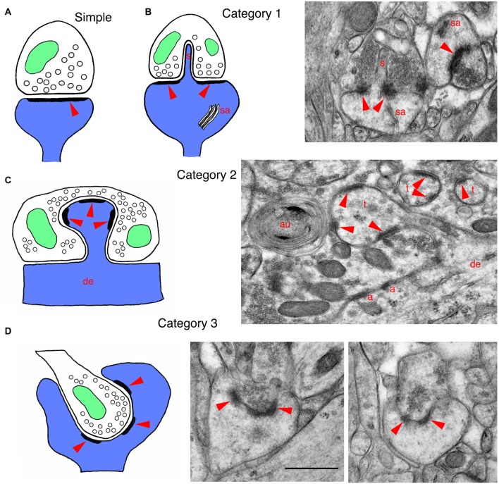 Drawings and EM micrographs illustrating basic examples of the three categories of invaginating structures in mammalian synapses. In all drawings, postsynaptic structures are blue, presynaptic structures are white, mitochondria are green and red arrowheads indicate the postsynaptic densities of synapses. (A) A typical or regular postsynaptic spine forming a synapse with a presynaptic terminal. Arrowhead indicates the postsynaptic density (PSD) that is opposite the active zone, where synaptic vesicles fuse with the presynaptic membrane. (B) A drawing of a category 1 invaginating structure shows a large mushroom spine with a spinule (s) that invaginates into the presynaptic terminal; mushroom spines often have a spine apparatus (sa). These large spines with spinules are associated with plasticity and spatial learning. The EM micrograph shows a spinule from a mushroom spine, invaginating into the presynaptic terminal (molecular layer of the dentate gyrus of adult rat). (C) A drawing of a category 2 invaginating structure shows a postsynaptic spine protruding from a dendrite and invaginating into a presynaptic terminal. The EM micrograph was taken from the CA3 region of an adult hippocampus. It shows a Mossy fiber terminal (MFT) forming synapses on the spine-like thorny excrescences (t) extending from the apical dendrites of pyramidal cell neurons. The MFTs also form adherens junctions (a; a.k.a. attachment plaques) with the apical dendrite (de). Note also that a cluster of synaptic vesicles has been enwrapped by phagophores to form an autophagosome (au; Petralia et al., 2011; Vijayan and Verstreken, 2017). (D) A drawing of a category 3 invaginating structure shows a presynaptic terminal invaginating into a postsynaptic process. The EM micrographs were taken from an adult rat dentate gyrus, and show cup spines with partially invaginating presynaptic terminals. The small terminal on the left is almost fully below the edge of the cup, while the terminal on the right is only partially invaginated; in some examples of cup spines described in the literature, the presynaptic terminal can be fully invaginating into the spine (see text for details). Note that tissue for EM in Figures 1, 2 was prepared using freeze substitution, and sections were stained with uranyl acetate and lead citrate (Petralia and Wenthold, 1999; Petralia et al., 2010). Scale bar in the two figures is 500 nm. Animal procedures were performed in accordance with guidelines approved by the institute Animal Care and Use Committee and NIH.