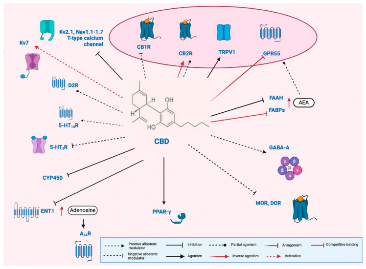 Pleiotropic mechanism of cannabidiol (CBD). Cannabidiol (CBD) acts as a negative allosteric modulator at type 1 cannabinoid receptors (CB1Rs) [104], as well as at μ- and δ-opioid receptors (MOR and DOR, respectively) [105], and serotonin 5-HT3 receptors (5-HT3R) [106]. At type 2 cannabinoid receptors (CB2Rs), CBD has been reported to function both as a partial agonist [104] and an inverse agonist [107]. Additionally, CBD serves as an agonist at transient receptor potential vanilloid 1 (TRPV1) channels [108] and peroxisome proliferator-activated receptor gamma (PPAR-γ) [109], and as a partial agonist at dopamine D2 receptors (D2Rs) [110]. It also acts as a positive allosteric modulator at serotonin 5-HT1A receptors (5-HT1ARs) [111] and GABAA receptors [112]. Furthermore, CBD antagonizes the G-protein-coupled receptor 55 (GPR55) [113]. It may elevate anandamide (AEA) levels by inhibiting fatty acid amide hydrolase (FAAH) [108] and competing with AEA for binding to fatty acid binding proteins (FABPs) [114], thereby indirectly enhancing the activation of CB1R, CB2R, TRPV1, and GPR55. CBD also inhibits the equilibrative nucleoside transporter 1 (ENT1) [115], leading to increased extracellular adenosine and subsequent indirect activation of adenosine A2A receptors (A2ARs). In addition to its receptor-level actions, CBD modulates ion channels by activating voltage-gated potassium channel Kv7 [116], while inhibiting Kv2.1, several voltage-gated sodium channels (Nav1.1 to Nav1.7), and neuronal T-type calcium channels [117]. Finally, in hepatic metabolism, CBD inhibits multiple cytochrome P450 (CYP450) isoforms, raising the potential for drug–drug interactions [118]. Figure modified from [93].