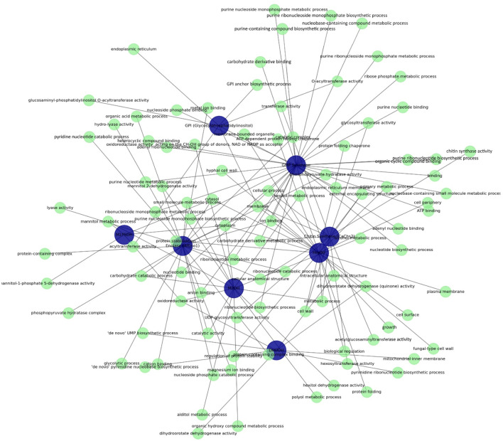 Functional interaction network of target proteins highlighting molecular functions, biological processes, and cellular components.