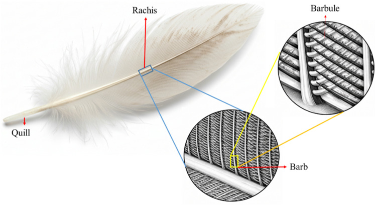 Structure of chicken feather fiber.