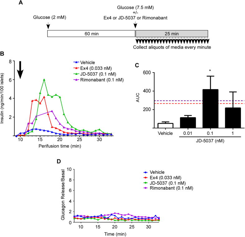 CB1 receptor blockade stimulates insulin secretion in isolated islets of Langerhans.Experimental timeline for perfusion of human islets (A). Insulin secretion from human islets perfused with glucose alone (7.5 mM) (blue line) and in combination with 0.33 nM Ex4 (red line) (half maximum insulin secretion), 0.1 nM JD-5037 (green line) or 0.1 nM rimonabant (purple line) (B). Treatment time point is indicated with a black arrow. Islets were obtained from a single obese donor (34.7 BMI). Area under the curve (AUC) of insulin secretion in perfused islets from 3 independent donors (BMIs of 53.2, 32.8 and 34.7) with glucose alone or in combination with increasing concentrations of JD-5037 (C). Ex4 and rimonabant AUC are indicated with red and purple dotted lines respectively. Glucagon secretion from human islets perfused with glucose alone, glucose and Ex4 or glucose and JD-5037 (D). Data are the mean ± SEM of 3; *p ≤ 0.05 compared to vehicle.