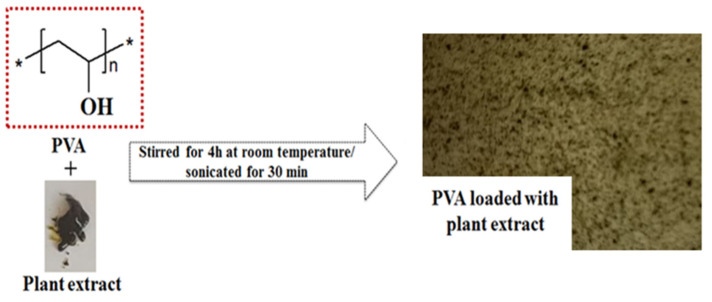 Schematic representation of PVA film loaded with plant extract.