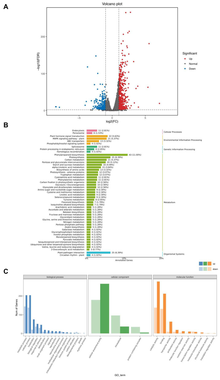 Transcriptomic analysis of S141-inoculated and non-inoculated cannabis. (A) A volcano plot displays differentially expressed genes, in which red- and blue-colored dots indicate up- and downregulated genes, whereas grey-colored spots display nondifferentially expressed genes, demonstrating a log2(Fold change) of more or less than 1 between libraries generated from inoculated and non-inoculated cannabis with an adjusted p-value < 0.05. (B) KEGG pathways classify these genes into cellular processes (pink), environmental information processing (orange), genetic information processing (dark green), metabolism (green), and organismal systems (blue). (C) Gene Ontology organizes them into biological processes (blue), cellular components (green), and molecular functions (orange), wherein dark and light colors represent categories with upregulated and downregulated genes, respectively.