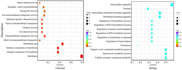 GO enrichment of the significant differentially expressed genes (DEGs) in the choroid and retina. The abscissa shows the rich factors and the ordinate represents the pathways. Size of each point indicates the number of candidate target genes in the GO term, and the color of each point corresponds to the value of p after correction.