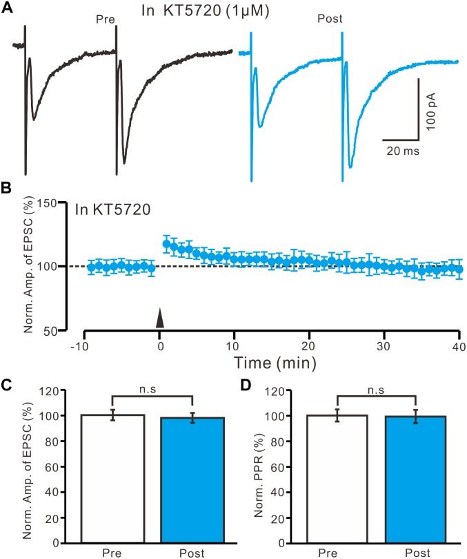 A specific PKA inhibitor, KT5720 completely prevented the LTP induction in the PVN MNCs. (A) In the presence of a specific PKA inhibitor, KT5720 (1 μM), representative traces showing paired-pulse stimulation-evoked EPSCs in a PVN MNC before (Pre) and after (Post) delivering the HFS. (B) Summary of data show the time course of the normalized amplitude of N1 before and after delivery of the HFS (arrow head; n = 10 cells). (C) Bar graph (n = 10 cells) showing the normalized amplitude of N1 before (Pre) and after (Post) delivery of the HFS. (D) Summary of data (n = 10 cells) showing the normalized PPR before (Pre) and after (Post) delivery of the HFS. Note that blockade of PKA signaling path way abolished the LTP induction in the PVN MNCs. n.s denotes no significant different.