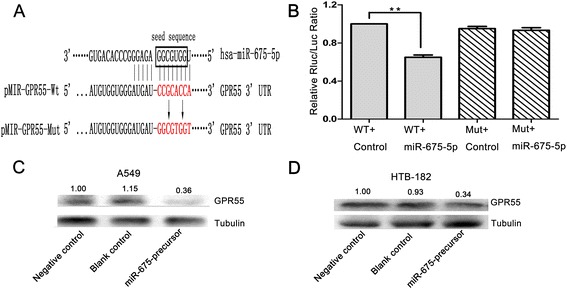 GPR55 is a direct downstream target of miR-675-5p. (A) Schematic of the construction of wild-type or mutant pGL3-GPR55 3′-UTR vectors is illustrated. (B) Relative luciferase activity was analyzed in A549 cells. Firefly luciferase vector was used as an internal control. (C and D) Related expression of GPR55 protein in A549 and HTB-182 cells treated with miR-675 precursor was determined by western blot analysis. Data were represented as the mean ± SEM of three independent experiments. Negative control: pGCsil-GFP Vector. *P < 0.05, **P < 0.01.