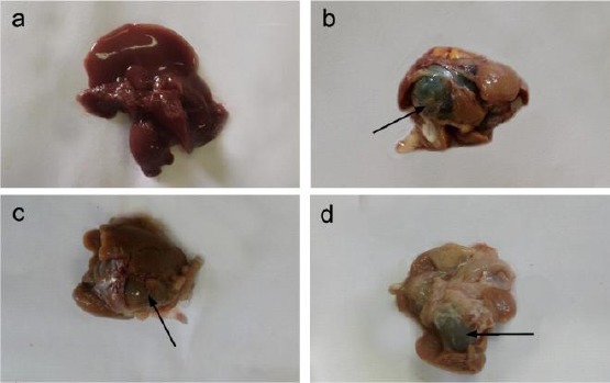 Effect of AM1241 (3 mg/kg) and silymarin (100 mg/kg) treatment for three weeks on gross liver morphology in bile duct ligated (BDL) rats. Liver from sham rat shows normal brownish surface (A), bile duct-ligated rat liver shows a nodular yellow brownish surface with oedema formation, distended bile cyst (arrow) and fatty changes (B), while liver treated with silymarin shows a smooth faint brownish surface with distended bile cyst (arrow) (C). Moreover, AM1241 treated rats show similar smooth, faint brownish surface (D)