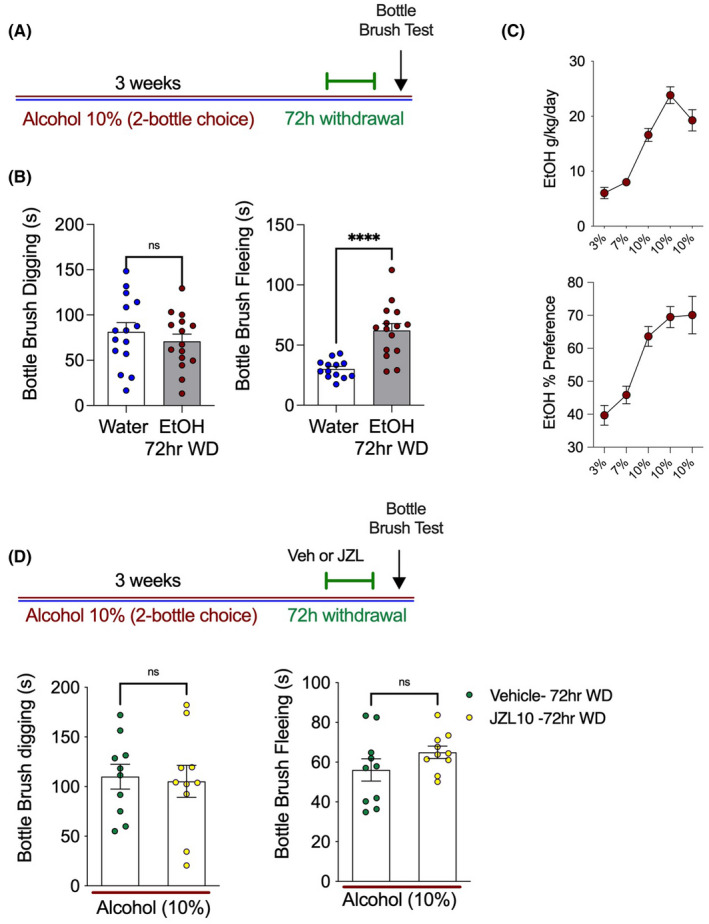 EtOH withdrawal increases irritability‐like behavior, which is not prevented by JZL184. (A) Schematic of 2BC drinking with irritability‐like behavior tested at 72 h of EtOH withdrawal. (B) 72‐h EtOH withdrawal had no effect on digging behavior in the bottlebrush test (left), but significantly increased fleeing behavior (right). (C) Weekly EtOH intake of alcohol‐drinking mice for graph (B). (D) A separate cohort was tested for irritability at 72 h withdrawal and given vehicle or JZL184. (Left) JZL184 had no effect on digging or fleeing in the bottlebrush test. ****p < 0.0001 via unpaired two‐tailed t‐test. Data presented as individual female mice and Mean ± SEM, with number of subjects per group as follows: Graphs B/C water‐only n = 15, EtOH drinking n = 15; graphs C water‐only n = 14, EtOH drinking n = 15. Graph D EtOH drinking vehicle treatment n = 10, EtOH drinking JZL184 treatment n = 10.