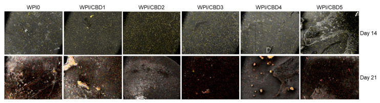 A visual representation of the determination of the mineralisation through atomic-resolution mapping of calcium and phosphorus via EDS analysis. The top row depicts day 14 and the bottom row depicts day 21. Calcium is highlighted in yellow, while phosphorus is highlighted in red.