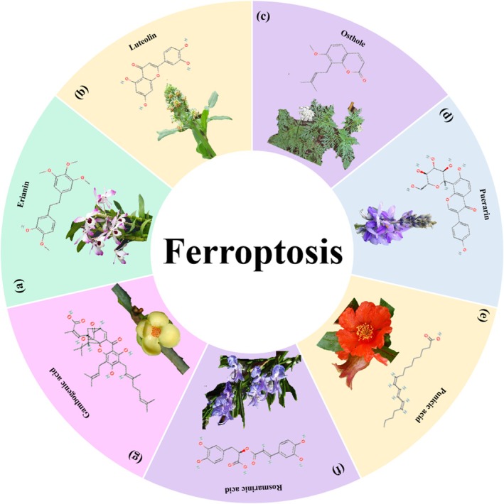Herbal medicine treats CRC by regulating ferroptosis. (a) Dendrobium nobile Lindl. (b) Reseda odorata L. (c) Cnidium monnieri (L.) Spreng. (d) Pueraria lobata (Willd) Ohwi. (e) Punica granatum L. (f) Rosmarinus officinalis L. (g) Garcinia hanburyi Hook.f.
