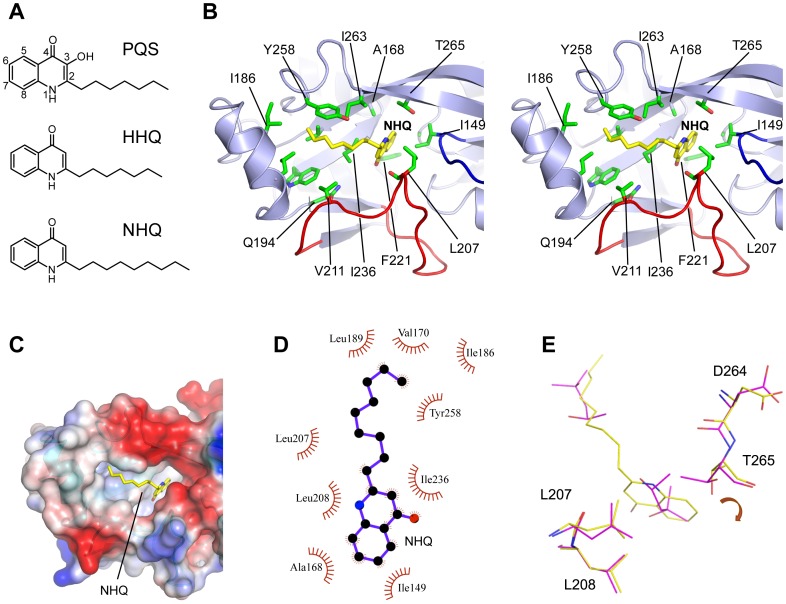 2-Alkyl-4-quinolone interactions with PqsR.(A) Structures of 2-heptyl-3-hydroxy-4(1H)-quinolone (PQS), 2-heptyl-4(1H)-quinolone (2-heptyl-4-hydroxyquinoline, HHQ) and 2-nonyl-4(1H)-quinolone (2-nonyl-4-hydroxyquinoline, NHQ); (B) A stereo diagram of the topology of the PqsRCBD-NHQ complex showing the ligand as stick (yellow). The quinolone ring is buried within the B pocket and the alkyl chain bound to the more surface accessible A pocket; (C) Charge surface representation of the PqsRCBD showing the hydrophobic pocket occupied by NHQ. The colours represent acidic (red) and basic (blue) residues; (D) Ligplot schematic diagram showing PqsR hydrophobic contacts with NHQ (within a 3.9 Å radius); (E) Superposed PqsRCBD-NHQ (yellow) and PqsRCBD-MPD (purple) structures shown as stick.