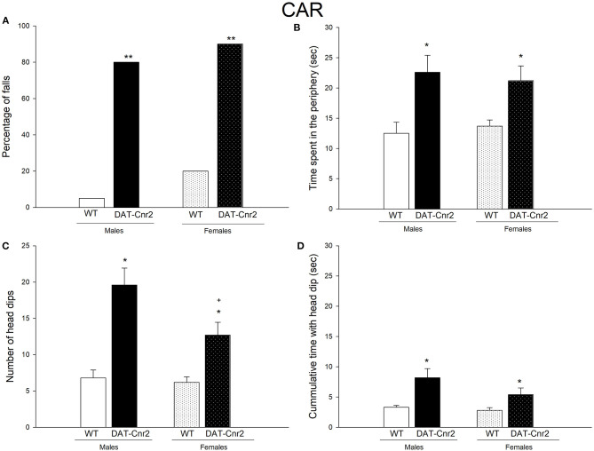 Performance in the Cliff avoidance reaction (CAR) test. (A) depicts the percentage of animals falling from the platform. (B) Time spent exploring the periphery of the elevated platform. (C,D) show the number of head dips and the accumulative time with the head dip. White and White with dots represent the WT mice and the Black and Black with dots represent DAT-Cnr2 mice. The clear bars are the males and the bars with dots represent the females. Data are expressed as mean ± SEM (n = 10 mice per group). **P < 0.01, Fisher F test for (A). Two-way ANOVA followed by Tukey *p < 0.05 for genotypes; +p < 0.05 for sex.