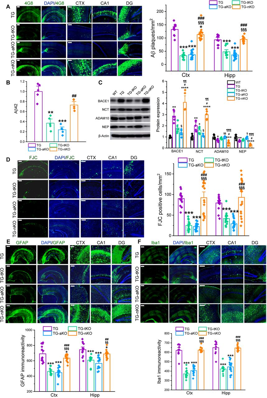 Astrocytic MAGL inactivation attenuates neuroinflammation, Aβ pathology, and neurodegeneration in TG mice. (A) Aβ plaques, assesses by 4G8 immunoreactivity, are reduced in the brains of TG-tKO and TG-aKO mice, but no in TG-nKO mice. Data are presented as mean ± SEM. *P<0.05, ***P<0.001 vs TG; §§§P<0.001 vs TG-tKO; ###P<0.001 vs TG-aKO (ANOVA with Bonferroni post-hoc test, n=5 animals/group). Scale bars: 400 µm. (B) Hippocampal soluble Aβ42 levels assessed by ELISA are reduced in both TG-tKO and TG-aKO mice, but no in TG-nKO mice. Data are presented as mean ± SEM. **P<0.01, ***P<0.001 vs TG; ##P<0.01 vs TG-aKO (Kruskal-Wallis test with Dunn’s post hoc test for multiple comparisons, n=5 animals/group). (C) Immunoblot analysis of Aβ-processing enzymes in the hippocampus of WT, TG, TG-tKO, TG-aKO, and TG-nKO mice. Data are presented as mean ± SEM. *P<0.05, **P<0.01, ***P<0.001, ****P<0.0001 vs WT; §P<0.05, §§P<0.01 vs TG; #P<0.05 vs TG-tKO; ¶¶P<0.01, ¶¶¶¶P<0.0001 vs TG-aKO (Kruskal-Wallis test with Dunn’s post hoc test for multiple comparisons, n=5 animals/group). (D) FJC staining of degenerating neurons in the brain. Data are mean ± SEM. ***P<0.001 vs TG; §§§P<0.001 vs TG-tKO; ###P<0.001 vs TG-aKO (ANOVA with Bonferroni post-hoc test, n=5 animals/group). Scale bars: 200 µm. (E∼F) Immunostaining of astrocytic and microglial reactivity. Data are presented as mean ± SEM. *P<0.05, ***P<0.001 vs TG; §§P<0.01, §§§P<0.001 vs TG-tKO; ##P<0.01, ###P<0.001 vs TG-aKO (ANOVA with Bonferroni post-hoc test, n=5 animals/group). Scale bars: 400 µm.