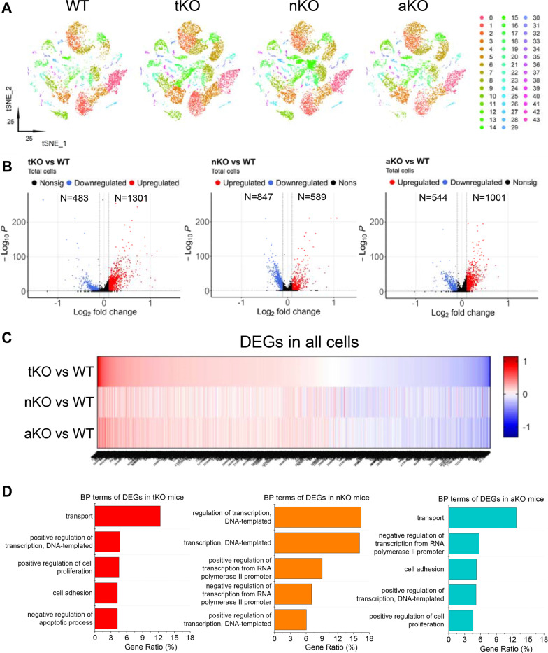 Transcriptome-based cell classification in mouse cortex and hippocampus. A T-distributed stochastic neighbor embedding (t-SNE) plots showing the cell clusters in wild type (WT), total MAGL knockout (tKO), neuronal MAGL KO (nKO), and astrocytic MAGL KO (aKO) mice. B Volcano plots display up- and down-regulated differentially expresses genes (DEGs) in the brain from different genotypes. C Heatmap shows DEGs in the brain of tKO, nKO, and aKO mice. D Gene Ontology (GO) analysis of biological process (BP) terms of DEGs in different MAGL KO mice