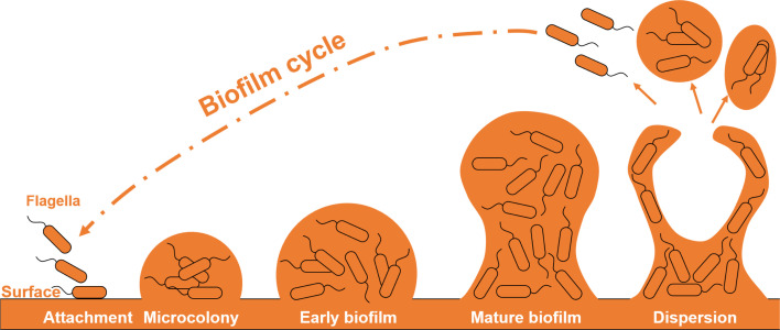The formation and cycle of bacterial biofilm.