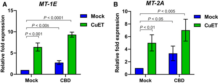 Induction of metallothioneins MT‐1E, MT‐2A expression by cannabidiol (CBD), and bis‐diethyldithiocarbamate‐copper complex (CuET) measured by quantitative polymerase chain reaction (qPCR) A) CBD and CuET increase the expression of MT‐1E mRNA. B) CBD and CuET increase the expression of MT‐2A mRNA. The experimental setup involved pretreatment with 10 μm CBD for 17 h and treatment with 0.2 µm CuET for 3 h. In the combined treatment, CuET was added 17 h after CBD. For both charts, a two‐tailed t‐test was used for P‐value calculation. The result represents the mean and standard deviation of three independent experiments (n = 3).