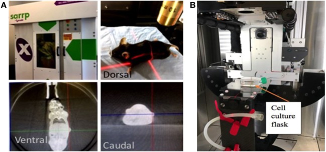 Small animal radiation research platform (SARRP). Showing pictures of set-up for (A) image-guided radiotherapy (RT) with computed tomography imaging done using 65 kVp photons at 0.5 mA, (B) in vitro studies with RT delivered using 220 kVp photons and 13 mA.
