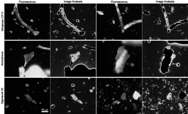 Images obtained by fluorescence microscopy of Whatman CF11, amorphous and Sigmacell 20 fibres. The images were obtained before – 1st and 3rd column – and after – 2nd and 4th column – the image analysis of fibres treated with a CBD-FITC concentration of 400 μg/mL. The black areas on the treated images correspond to the fluorescence emission, which is higher than the one used in the calibration. Fluorescence images acquired for 100 ms (CF11) and 80 ms (Amorphous and Sigmacell).