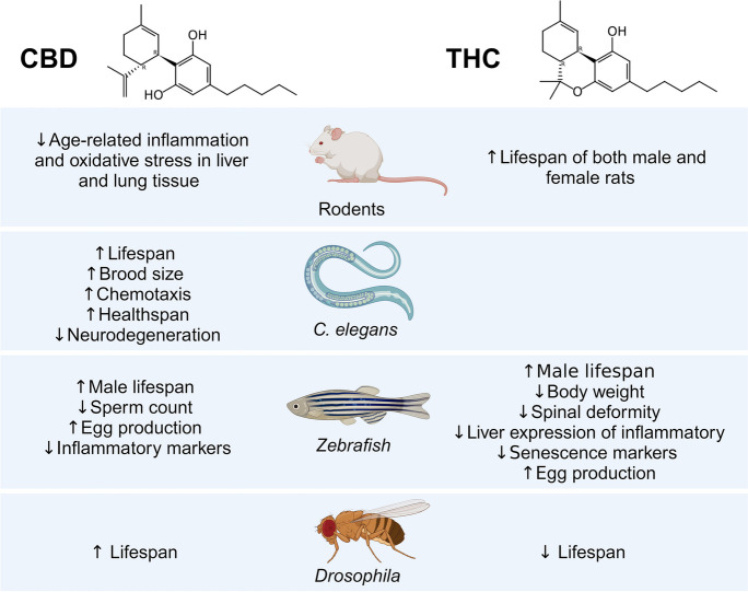 An overview of the anti-aging effects of CBD and THC in rodents, zebrafish, C. elegans and Drosophila