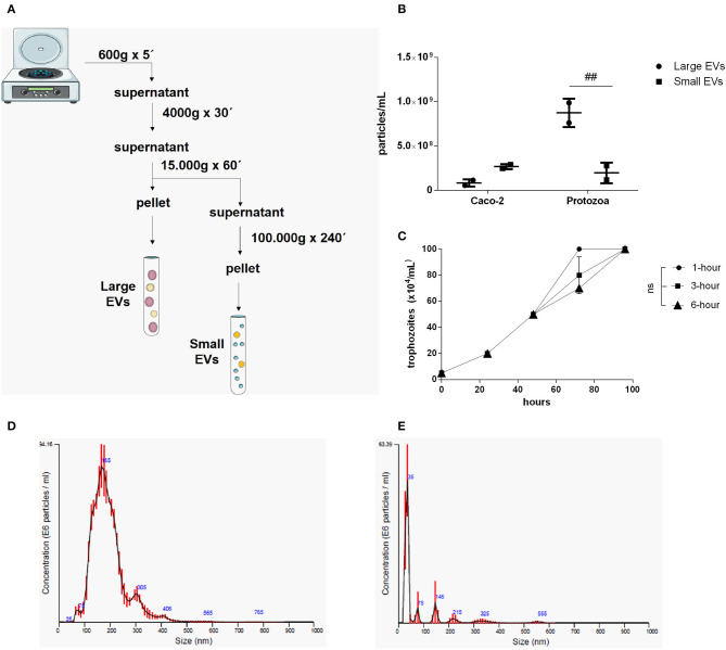 Isolation and characterization of two distinct EV populations produced from Giardia intestinalis. (A) The protocol for the isolation of LEVs and SEVs based on differential centrifugation. (B) Quantification of vesicle numbers from nanoparticle tracking analysis (NTA). (C) Time-course for culture confluence of trophozoites induced to produce EVs for 1, 3, and 6 h, respectively. (D,E) Particle size estimated by NTA for LEVs (D) and SEVs (E). Data are representative of at least three independent experiments and represented as means ± SEM. ##P = 0.01, vs. the corresponding group, indicated by line; ns, not significant.