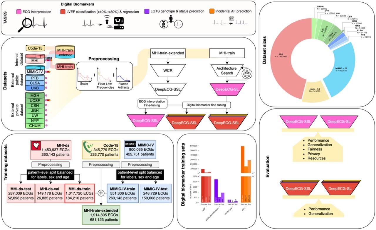 DeepECG-SL and DeepECG-SSL, two open-source AI models for 12-lead ECG interpretation, were trained on over 1 million ECGs. DeepECG-SSL, utilizing self-supervised contrastive learning and masked lead modeling, outperformed DeepECG-SL in utilizing digital biomarkers to predict atrial fibrillation risk, reduced LVEF, and long QT syndrome subtypes, while both models achieved high diagnostic accuracy with minimal fairness disparities across age and sex. Validated on ten external datasets, our work provides a robust, reproducible framework for equitable, efficient ECG-based cardiac diagnostics.