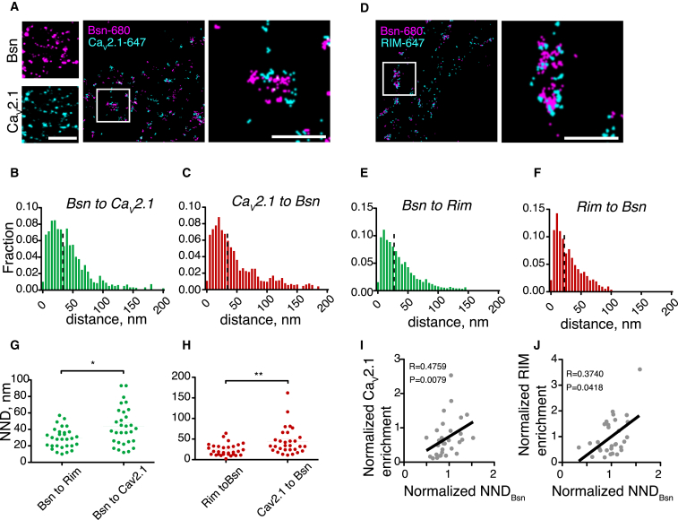 Dual-Color STORM Imaging of the AZ Structure(A) Imaging of Bsn and Cav2.1. Left, Cav2.1 and Bsn colocalize in puncta as visualized using confocal light microscopy. Scale bar, 5 μm. Right, neurons were stained for Bsn (CF680) and Cav2.1 (AF647) and imaged using dual-color STORM. Zoomed regions, AZs in the “face-up” orientation. Scale bar, 1 μm.(B) Histogram of Bsn-to- Cav2.1 NNDs in AZs. Dashed line denotes median value.(C) Histogram of Cav2.1-to-Bsn NNDs in AZs. Dashed line denotes median value.(D–F) As in (A)–(C) but for RIM and Bsn.(G) Comparison of the median values between Bsn-to-Cav2.1 and Bsn-to-RIM NNDs.(H) Comparison of the median values between Cav2.1-to-Bsn and RIM-to-Bsn NNDs. ∗p < 0.05, ∗∗p < 0.01, Mann-Whitney test.(I) Correlation plot for relative AZ enrichment of Cav2.1 versus Bsn-to-Bsn NND.(J) Correlation plot for relative AZ enrichment of RIM and Bsn-to-Bsn NND. n = 3, ten synapses/experiment.