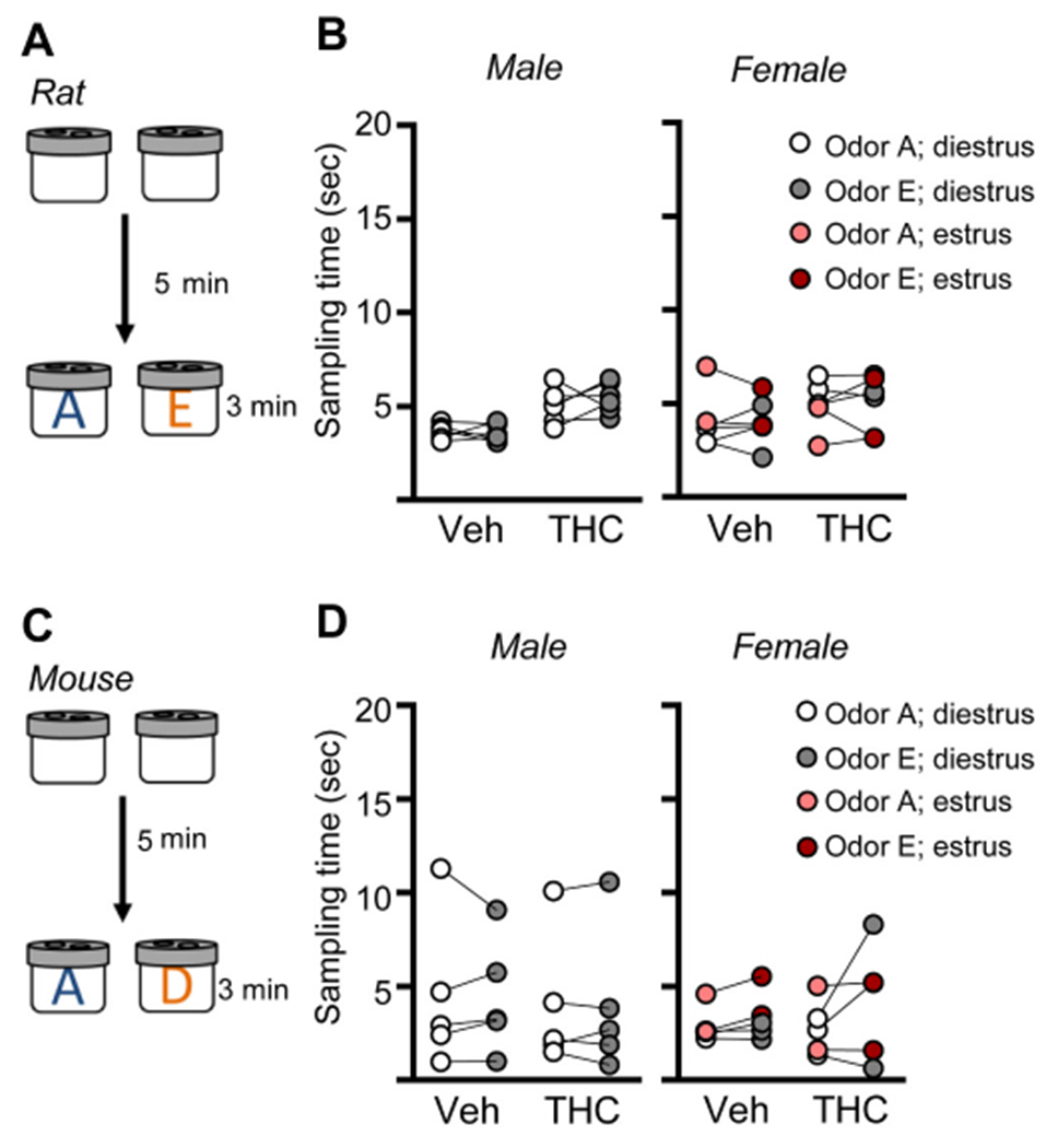 Rats and mice show no preference for individual odors used at testing in the Serial What task. (A) To assure that rats exhibited no preference for either of the two odors used at testing in the Serial What task, exploration times of odors A and E were measured for rats with only prior exposure to habituation (empty) odor cups. (B) Rats exhibited no preference for odor A or E with both males and non-proestrus females spending comparable amounts of time sampling the two odors (Male: Veh: n = 6, t5 = 0.20, p = 0.85; THC: n = 6, t5 = 0.89, p = 0.41; Female: Veh: n = 6, t5 = 0.004, p = 0.99; THC n = 6, t5 = 0.18, p = 0.87; paired t-test within groups). (C) Similarly mice with prior habituation to empty cups were tested for time exploring odors A and D, the same testing pair used in the mouse Serial What task. (D) Untrained male and female mice exhibited no preference for odor A or D (Male: Veh: n = 5, t4 = 0.02, p = 0.99; THC: n = 5, t4 = 0.22, p = 0.98; Female: Veh: n = 5, t4 = 0.74, p = 0.49; THC n = 12, t4 = 1.32, p = 0.26 paired t-test within groups). Individual animal measures shown; the lines link measures for the same rodent.