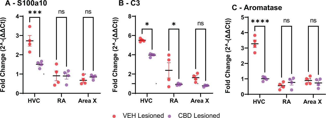 Cannabidiol (CBD) attenuates injury-induced astrocyte reactivity markers in song control nuclei.Quantitative RT-qPCR analysis of selected astrocyte-related transcripts in the lesioned hemispheres of HVC, RA, and Area X from vehicle- and CBD-treated zebra finches, expressed as fold change relative to the contralateral un-lesioned hemisphere (normalized to endogenous control). (A) S100A10 (marker of anti-inflammatory/pan-reactive astrocytes) is significantly reduced in HVC by CBD treatment, with no significant change in the projection targets RA and Area X. (B) C3 (marker associated with neurotoxic “A1-like” astrocyte reactivity) is significantly decreased by CBD in both HVC and RA. (C) Aromatase (injury-responsive astrocyte marker linked to local estrogen synthesis) is significantly reduced in HVC following CBD treatment. Data are presented as mean fold change ± SEM; individual points represent biologically independent animals (n = 4 per group). Statistical comparisons were performed using mixed-effects ANOVA followed by Sidak’s multiple comparisons test (p < 0.05, *p < 0.01, **p < 0.001; non-significant differences are not annotated). These findings are consistent with CBD-mediated suppression of lesion-induced astrocyte stress responses, complementing the preservation of astrocyte viability (Fig 3) and reduction in neuroinflammatory signaling reported previously.