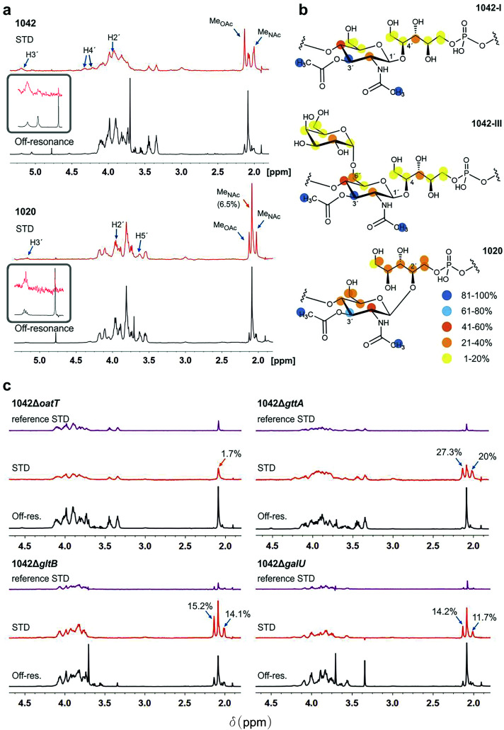WTA1042 and WTA1020 epitopes recognized by CBD500. (a) Representative Saturation Transfer Difference (STD) NMR (red, scaled 16×) and off-resonance (black) spectra of WTA1042 and WTA1020 recorded in presence of CBD500 upon irradiation at 7.1 and 100 ppm, respectively (1 : 25 CBD : WTA mixtures containing 30 μM CBD500 and approx. 0.75 mM WTA repeating units). Select STD signals are highlighted. Blue arrows point to O-acetylated GlcNAc protons and orange arrows to GlcNAc protons, bearing –OH or –OGlc at C3′, (inserts correspond to zoomed H3′ signals of the 3′-O-acetylated units). (b) STD epitopes for WTA1042-I, WTA1042-III and WTA1020O-acetylated GlcNAc moieties as derived from at least three independent experiments; blue and yellow spheres indicate higher and lower saturation transfer intensities. (c) Representative STD (red, scaled 16×) and off-resonance (black) spectra of CBD500–WTA1042 complexes where WTA were derived from Lm 1042 mutants ΔoatT ΔgttA, ΔgltB and ΔgalU as indicated; reference STD spectra acquired in absence of CBD500 are also depicted for all mutants in purple (ligand-only control, same scale as STD in presence of protein). Select STD signals are highlighted and absolute STD values are given for the methyl-group protons of relevance. All spectra were acquired as above and the chemical shifts are measured in ppm. Detailed information on STD absolute and normalized values is summarized in ESI Tables 3 and 4.†