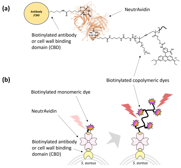 Schematic of (a) antibody/CBD-copolymeric rhodamine B complex, and (b) signal generation of antibody/CBD-monomeric and -copolymeric rhodamine B complexes on the target S. aureus.