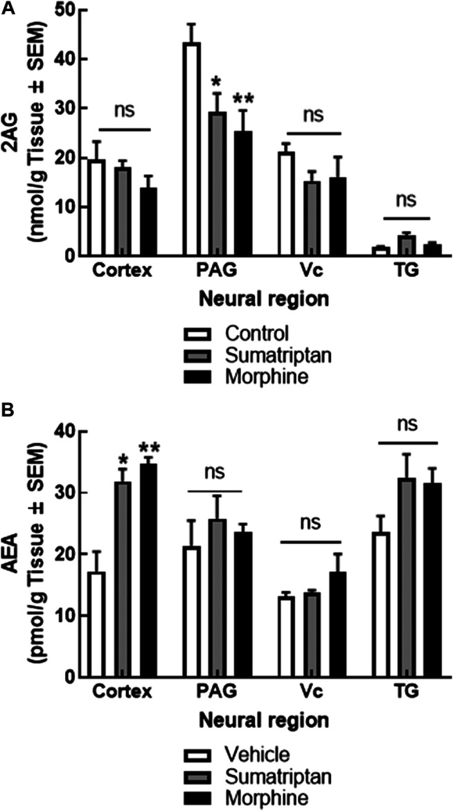 Sustained administration of sumatriptan or morphine, as models of medication overuse headache, changed eCB levels in the cortex and PAG. 2-AG levels in the PAG, but not cortex, Vc, or TG were reduced after 7 days of sumatriptan (0.6 mg/kg/day, SC) or morphine (5 mg/kg/day, SC) infusion by osmotic minipump in female rats. (A) AEA levels were increased in the cortex, but not PAG, Vc, or the TG, in the same animals. (B) Data are expressed mean ± SEM (n = 3–9/group), analyzed by two-way ANOVA, *p < 0.05, **p < 0.01, ns, non-significant.