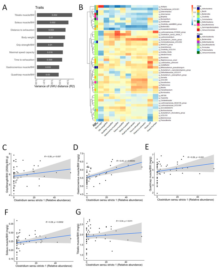 The correlation analysis between the relative abundance of Clostridium sensu stricto 1 and sarcopenia-related markers. (A) Association between the variance of the gut microbial beta-diversity (Bray–Curtis, BC) distance and sarcopenia-related traits. The numbers in the bar graph are p-values. (B) The heat map shows the correlations between the abundance of microbial genera and sarcopenia-related markers. In taxonomic classification, the class and phylum level to which each genus belongs are denoted with different colors. The p-values were adjusted using the Benjamini–Hochberg (BH) FDR procedure. “***” p < 0.001, “**” p < 0.01, “*” p < 0.05, “.” p < 0.10. (C–G) Spearman correlations between the relative abundance of Clostridium sensu stricto 1 and sarcopenia-related markers (grip strength and four types of muscle mass). The black dots represent the data points for each mouse. The blue line represents the first-order correlation function. The gray area represents the confidence interval.